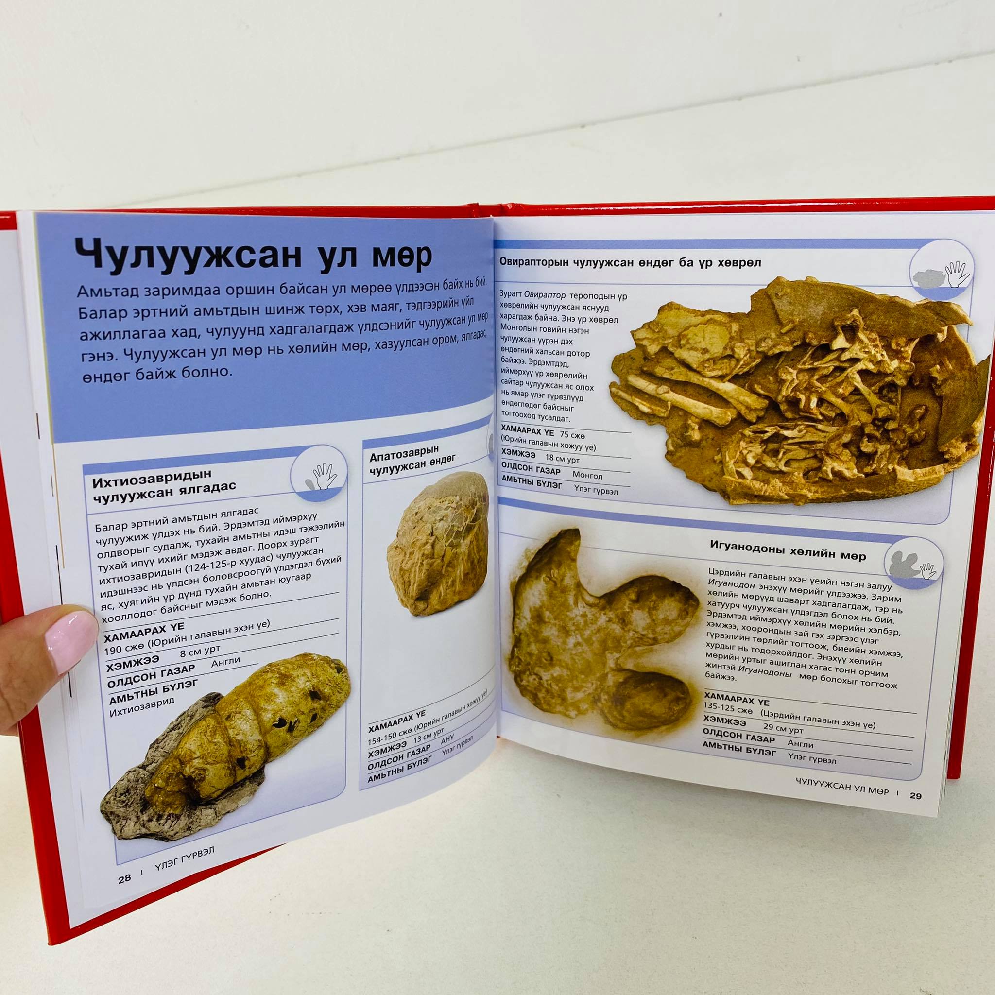 Өврийн нэвтэрхий толь:Үлэг гүрвэл | МИРНОМ